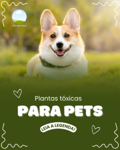 POST - Plantas tóxicas